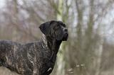 CANE CORSO 769